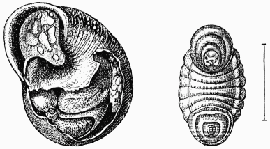 Fig. 60 et 61.—Cocon d'anthidie tachet dans une
coquille d'hlice.