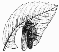 Fig. 66.

Mgachile dcoupant une rondelle dans une feuille.