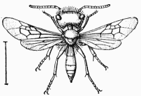 Fig. 89.—Andrena ferox, mle.