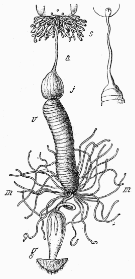 Fig. 8.—Tube digestif de l'Abeille.