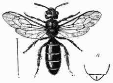 Fig. 96.—Halictus sexcinctus, femelle. a, fente
pranale.