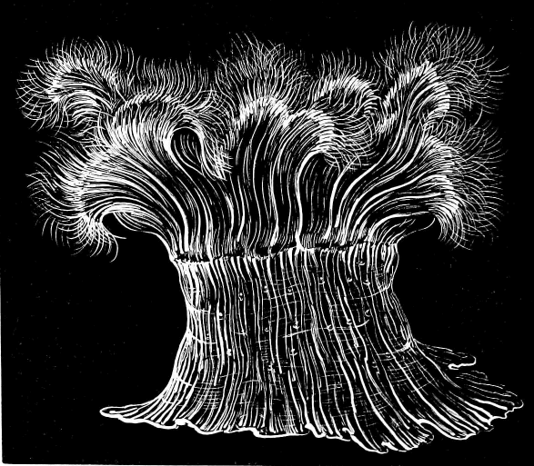 Fig. 5. The same Actinia (Metridium marginatum) fully expanded; natural size. Fig. 5. The same Actinia (Metridium marginatum) fully expanded; natural size.