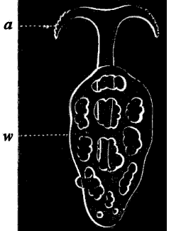 Fig. 125. Anchor of Synapta; a anchor, w plate upon which anchor is attached; greatly magnified. Fig. 125. Anchor of Synapta; a anchor, w plate upon which anchor is attached; greatly magnified.
