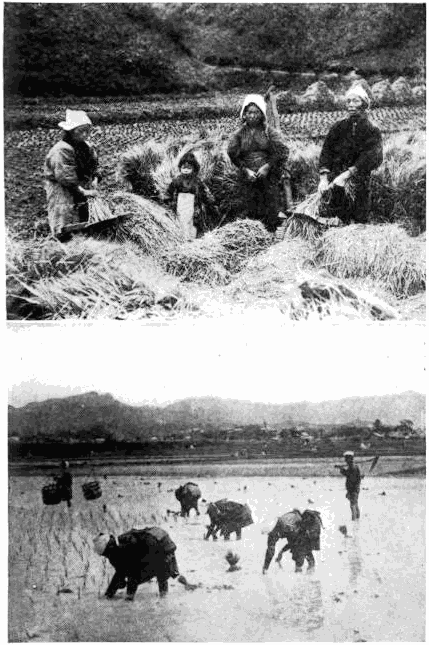 A FAMILY AT WORK IN A RICE-FIELD
TRANSPLANTING YOUNG RICE PLANTS