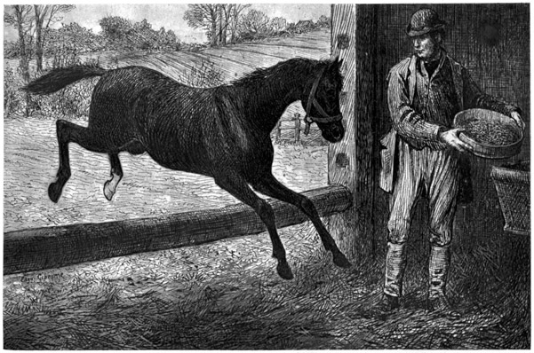 A horse jumping into the stable where a man is holding a dish of oats.