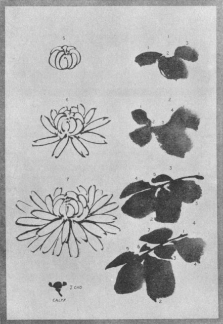 The Chrysanthemum Flower and Leaves. Plate LI.