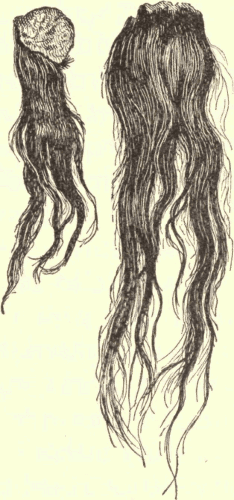 Apache and Sioux Scalps. Illustration.