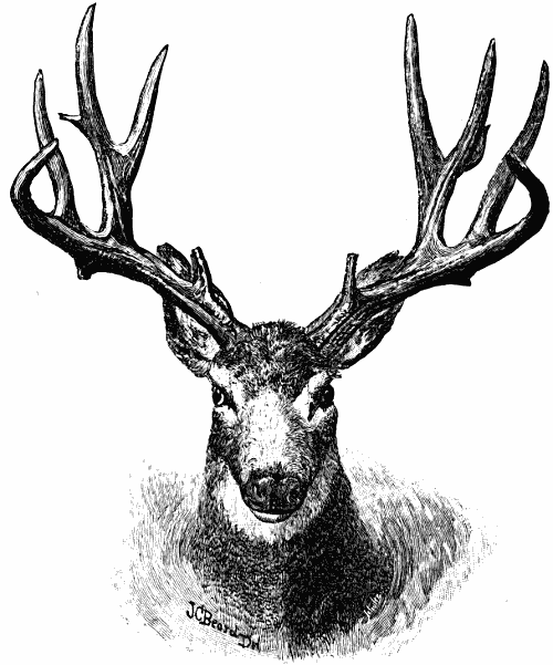 Head of a Mule Deer.