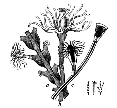 Group of modern Hydroids.