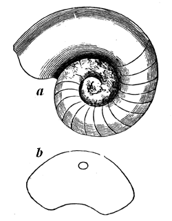 Nautilus Avonensis.
