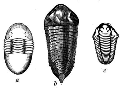 Silurian Trilobites.