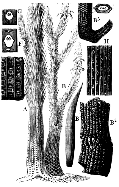 Sigillariae of the Carboniferous.