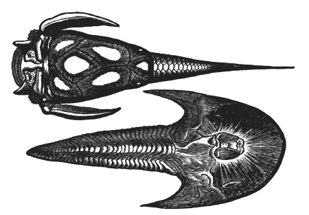 Devonian Placoganoid Fishes.