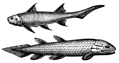 Devonian Lepidoganoid Fishes.