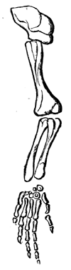 Arm of Proterosaurus Speneri.