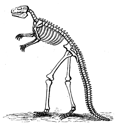 Hadrosaurus Foulkii.