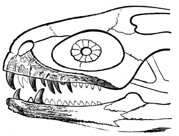 Jaws of
  Megalosaurus.