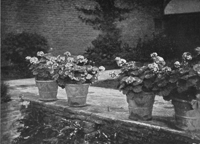 Geraniums in Neapolitan Pots.