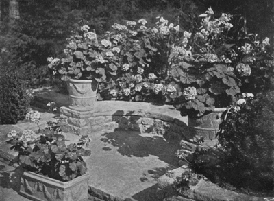 Geraniums in Neapolitan Pots.