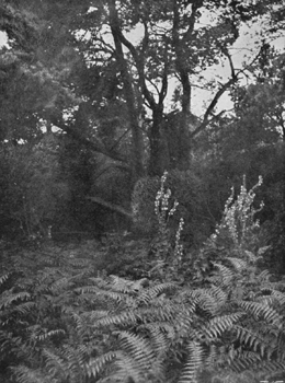 Mullein (Verbascum phlomoides) at the Edge of the Fir Wood.