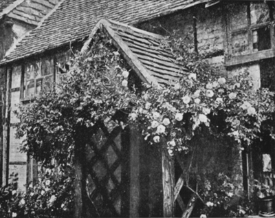Cottage Porch wreathed with the Double White Rose (R. alba)
