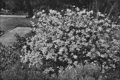 Magnolia stellata.