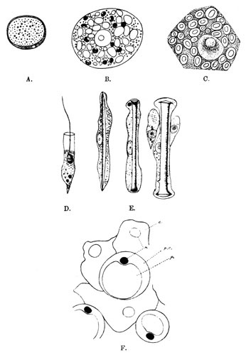 Illustration: Fig. 2.—Sponge cells.