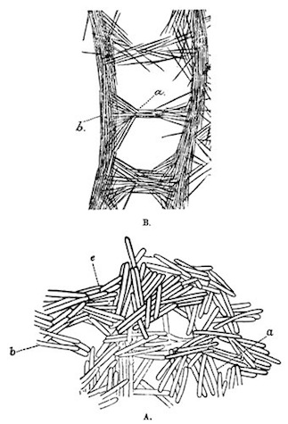 Illustration: Radial sections of fragments of the skeletons of
Spongill