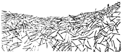 Illustration: Part of an oscular collar of Spongilla lacustris
subsp. reticulata, showing arrangement of microscleres in the derma
(magnified).