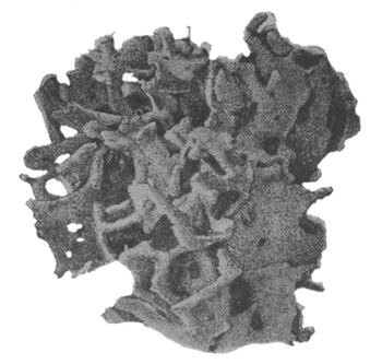 Illustration: Fig. 5.—Part of a type-specimen
of Spongilla lacustris subsp. reticulata (nat. size).