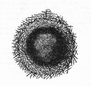 Illustration: Fig. 9.—Gemmule of
Spongilla proliferens as seen in optical section (from Calcutta), 
140.