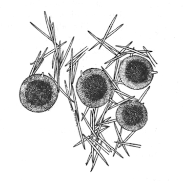 Illustration: Fig. 10.—Gemmules and
fragment of the skeleton of Spongilla cinerea (from type specimen), 
35.