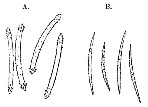 Illustration: Fig. 11.—Microscleres
of Spongilla travancorica. A=Gemmule-spicules; B=flesh-spicules (from
type specimen),  240.