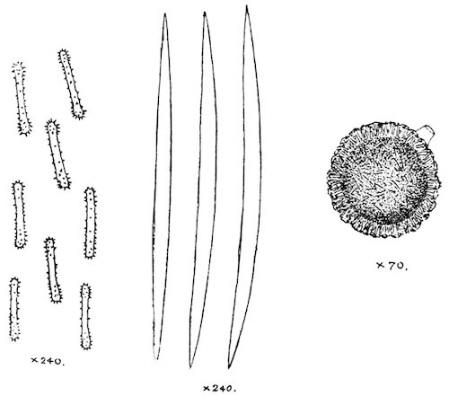 Illustration: Fig. 12.—Gemmule and
spicules of Spongilla hemephydatia (from type specimen).
