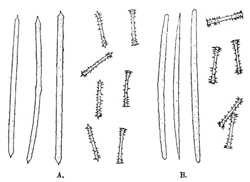 Illustration: Fig. 13.—Spicules of
Spongilla crateriformis.