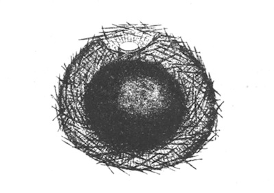 Illustration: Fig. 14.—Gemmule of
Spongilla carteri (from Calcutta), as seen in optical section,  140.