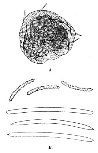 Illustration: Fig. 15.—Spongilla
fragilis subsp. calcuttana. A=group of gemmules,  70; B=spicules, 
240. From type specimen.