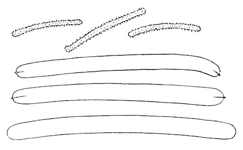 Illustration: Fig. 16.—Spicules of
Spongilla crassissima var. crassior (from type specimen),  240.