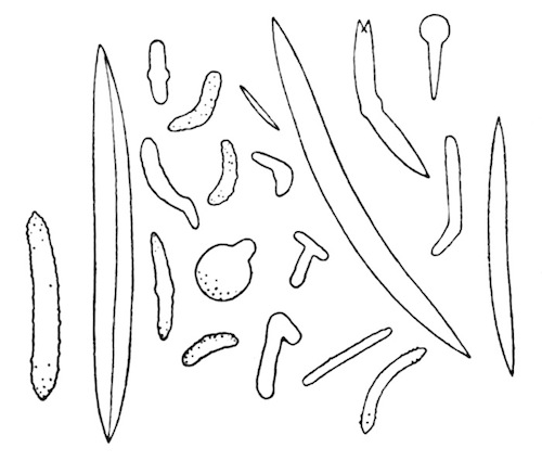 Illustration: Fig. 19.—Spicules of
Spongilla ultima (from type specimen),  120.
