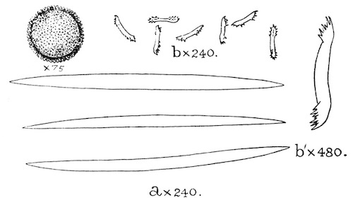 Illustration: Fig. 20.—Gemmule and
spicules of Pectispongilla aurea (type specimen). a, Skeleton-spicules;
b, gemmule-spicules; b', a single gemmule-spicule more highly
magnified.
