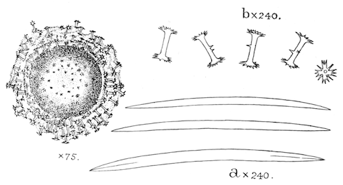 Illustration: Fig. 21.—Gemmule and
spicules of Ephydatia meyeni (from Calcutta). a, Skeleton-spicules; b,
gemmule-spicules.