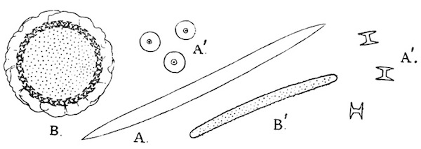 Illustration: Fig.
23.—A=skeleton-spicule of Trochospongilla latouchiana;
A'=gemmule-spicule of the same species; B=gemmule of T. phillottiana as
seen in optical section from above; B'=skeleton-spicule of same species:
A, A', B'  240; B  75. All specimens from Calcutta.