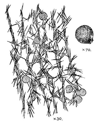 Illustration: Fig.
24.—Trochospongilla latouchiana.