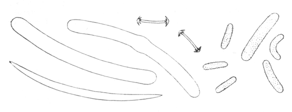 Illustration: Fig. 26.—Spicules of Corvospongilla lapidosa
(from type specimen),  240.