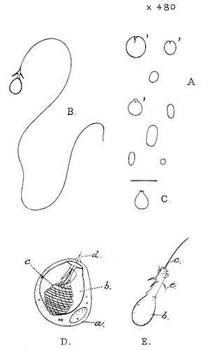 Illustration: Fig. 27.—Nettle-cells of Hydra.