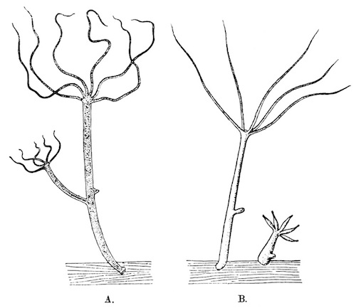 Illustration: Fig. 29.—Hydra
vulgaris, from Calcutta (phase orientalis)