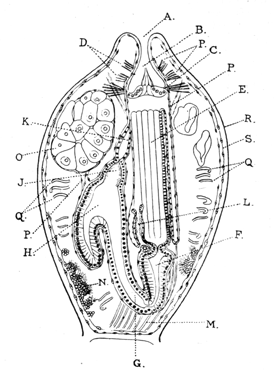 Illustration: Fig. 30.—Vertical
section through a polypide of Alcyonidium with the polypide retracted
(after Prouho).
