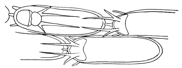 Illustration: Fig. 33.—Outline of
four zoœcia of Membranipora bengalensis, Stoliczka (from type
specimen, after Thornely). In the left upper zoœcium the lip is
shown open.