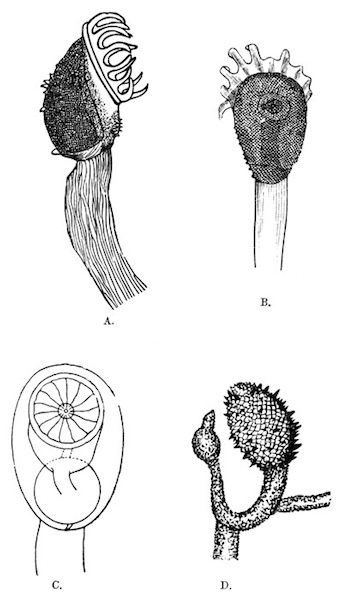 Illustration: Fig.
34.—Loxosomatoides colonialis, Annandale.