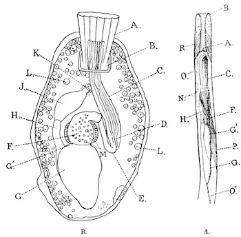 Illustration: Fig. 35.—Single
zoœcia of Victorella and Hislopia (magnified).